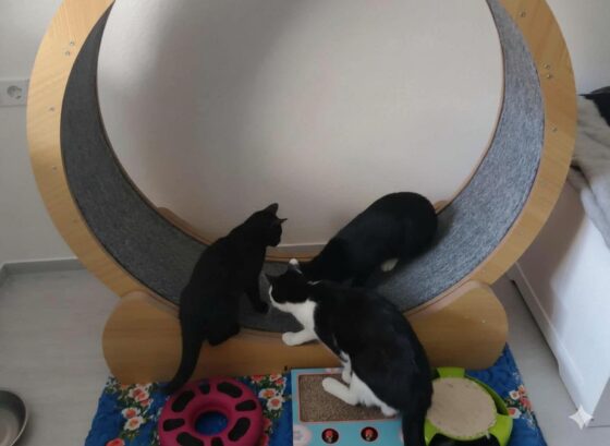 Charlies Katzen machen sich bereit für einen Sprint auf dem Laufrad. Bild: Charlie B.