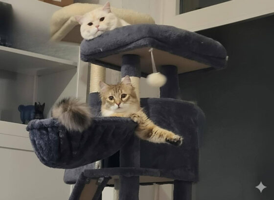 Evelyns Katzen Simba und Luna genießen ihren neuen Kratzbaum. Bild: Evelyn P.