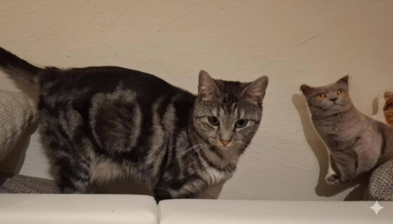 Svenjas Katze wartet auf den perfekten Moment, um die Spielzeugmaus anzugreifen. Bild: Svenja R.